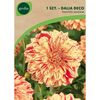 Dalia dekoracyjna PAINTED MADAME 1 szt. GEOLIA