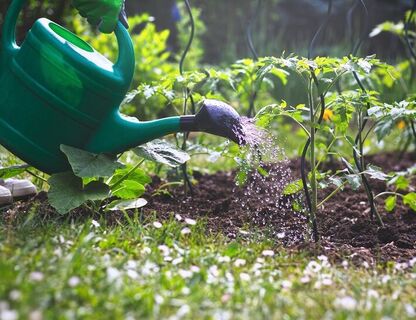 Zasady prawidłowego podlewania roślin w ogrodzie