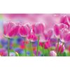 Fototapeta ŁĄKA TULIPANÓW 208 x 146 cm