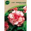 Cebulki kwiatów BOUTON DE ROSE Begonia pełna 2szt. GEOLIA