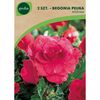 Begonia pełna różowa 2 szt. cebulki kwiatów GEOLIA