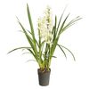 Storczyk Cymbidium 2-3 pędy MIX 90 cm