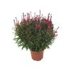 Gaura 40 -50 cm