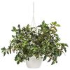 Rośliny wiszące MIX 40 - 50 cm