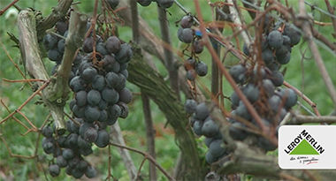 Wrażliwa winorośl