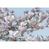 Fotografia ścienna MAGNOLIA 368 x 368 cm KOMAR