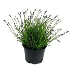 Lawenda wąskolistna 'Essence Blue' 25 - 35 cm