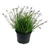 Pół-standardowa szkółka roślin Lawenda wąskolistna 'Essence Blue' 25 - 35 cm