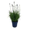 Lawenda wąskolistna 'Essence Purple' 25 - 30 cm