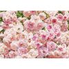 Fototapeta ROSA 368 x 254 cm KOMAR