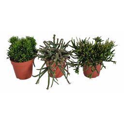 Rhipsalis mix 20 cm