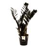 Zamiokulkas zamiolistny czarny RAVEN 70 cm ROYAL GREEN ®