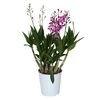 Storczyk Dendrobium 'Berry Oda' 35 - 45 cm