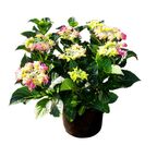 Hortensja ogrodowa wielkokwiatowa TELLER MIX 35 - 45 CM