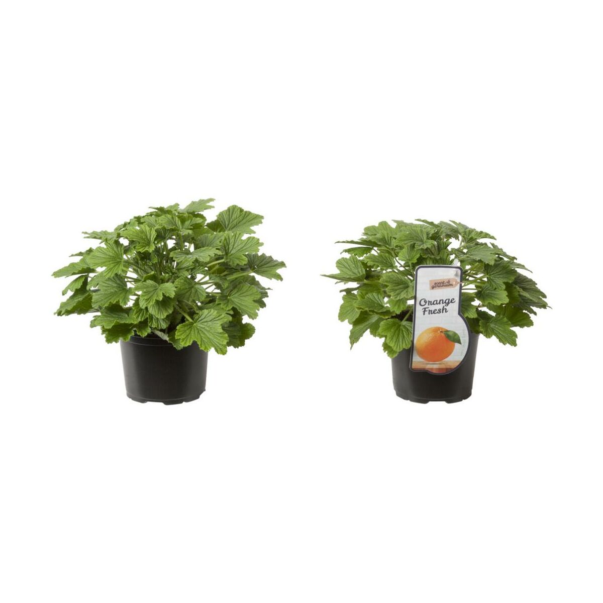 Pelargonia 20 25 cm Leroy Merlin