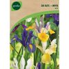 Irys holenderski MIX 30 szt. GEOLIA