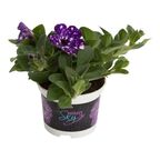 Petunia 'Night Sky' 15 - 20 cm
