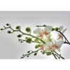 Fototapeta Orchidee 184 x 127 cm