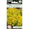 Smagliczka skalna ŻÓŁTA nasiona tradycyjne 0.5 g W. LEGUTKO