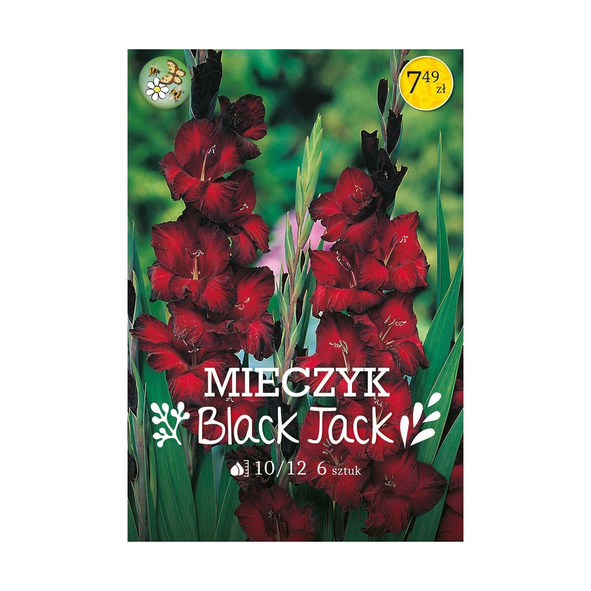 Mieczyk Black Jack 6szt. cebulki kwiatów