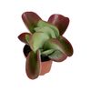 Kalanchoe thyrsiflora 15 cm