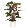Anturium Andreego 'Rainbow Champion' 50 cm