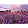 Fototapeta LAVENDEL 127 x 184 cm