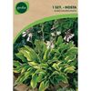Funkia AUREOMARGINATA 1 szt. GEOLIA