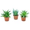 Aloes MIX 10 cm