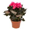 Begonia zimowa MIX 34 cm