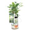 Herbata / Camelia Sinensis 45 cm