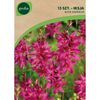 Iksja ROSE EMPEROR 15 szt. cebulki kwiatów GEOLIA