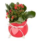 Kalanchoe w osłonce ceramicznej MIX 10 CM