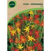 Krokosmia (Montbrecja) MIX 10 szt. GEOLIA