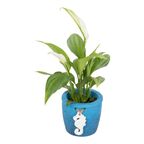 Skrzydłokwiat w osłonce ceramicznej MIX 10 CM
