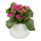 Kalanchoe w osłonce ceramicznej MIX 10 CM
