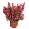 Wrzosiec delikatny 20 - 25 cm