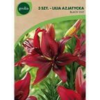 Lilia azjatycka BLACK OUT 3szt. GEOLIA