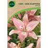 Lilia azjatycka RENOIR 2 szt. GEOLIA