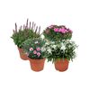 Byliny MIX 20 - 25 cm