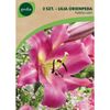 Lilia drzewiasta PURPLE LADY 2 szt. GEOLIA