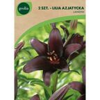 Lilia azjatycka LANDINI 2szt. GEOLIA