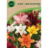 Lilia azjatycka MIX 10 szt. GEOLIA