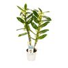 Storczyk Dendrobium nobile 2 pędy 55 cm