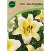 Cebulki kwiatów CONCA D'OR Lilia drzewiasta 2szt. GEOLIA