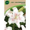 Cebulki kwiatów MUSCADET Lilia orientalna 2szt. GEOLIA
