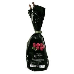 Malina czerwona Balot 35 cm Berry&More™