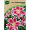 Lilia orientalna STARGAZER 2 szt. cebulki kwiatów GEOLIA