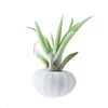 Oplątwa (Tillandsia) w muszli z zawieszką 7 cm