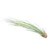 Oplątwa (Tillandsia 'Juncea') 20 - 25 cm